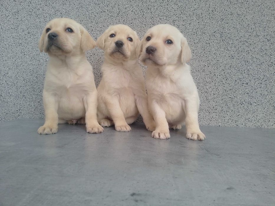 Labrador Retriever szczeniaczek biszkoptowy