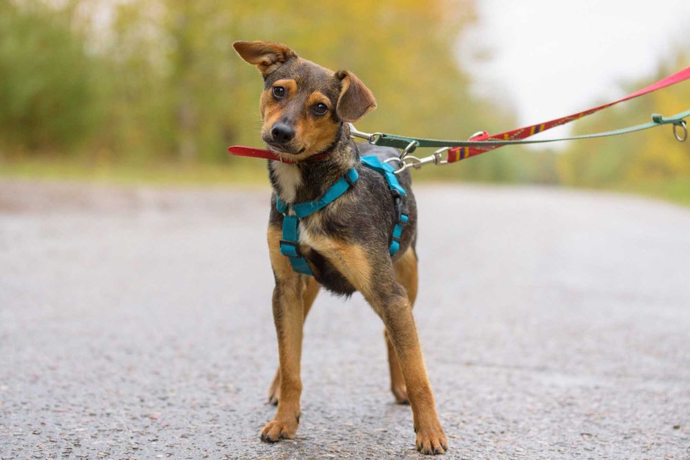 VIKSI - radosna młodzinka marznie w schronisku, szczeniak ok. 8 mcy