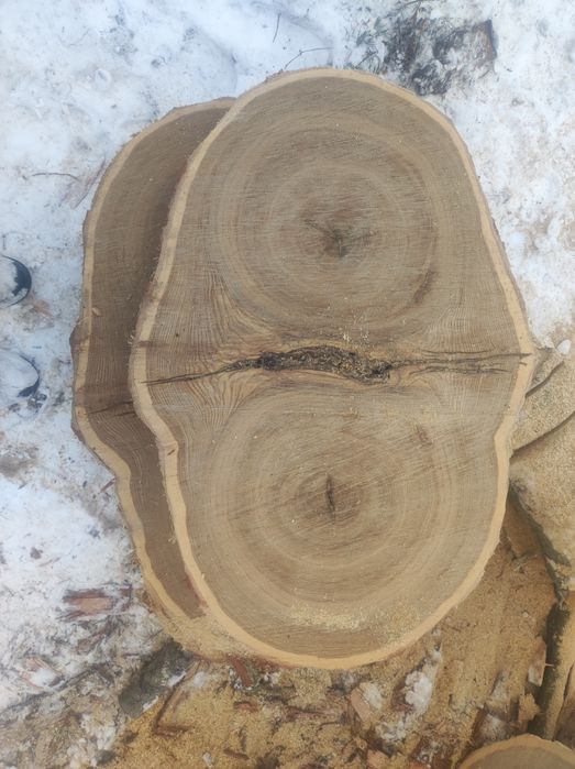 Plaster drewna dębowego