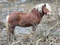 Ogier haflinger z licencją