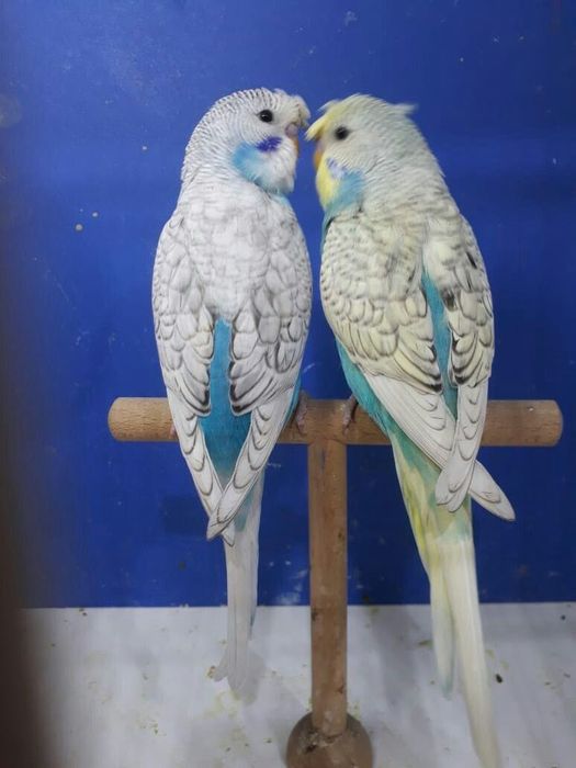 Periquitos Mutações