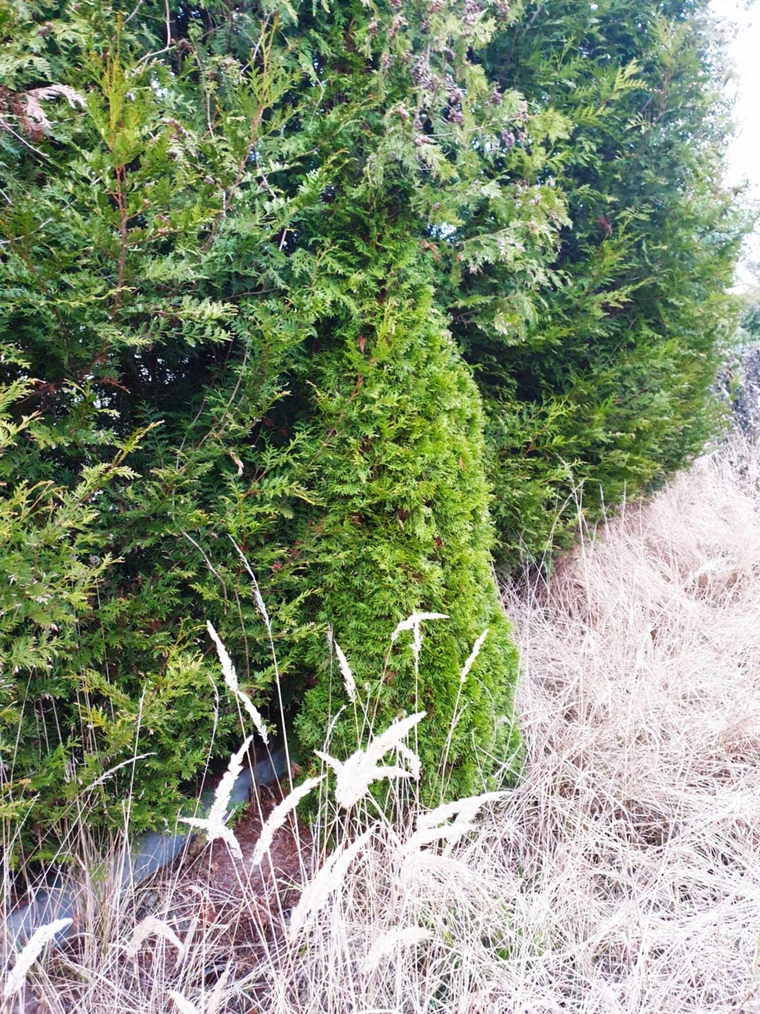 Thuja tuja tuia smaragd szmaragd 300-360cm Warszawa sprzedam