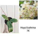 Hoya Erythrina - flor de Cera