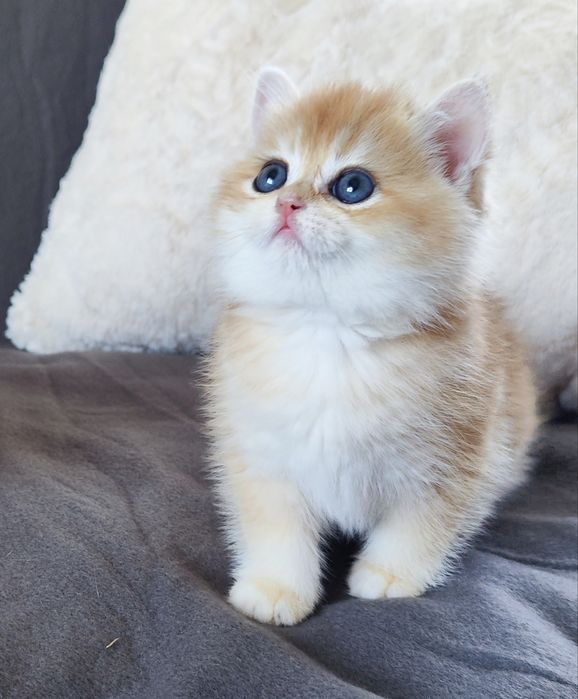 Кошенята британка золота шиншила