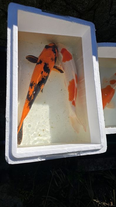 Carpas kois de qualidade