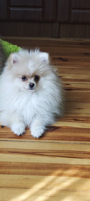 Szpic miniaturowy, pomeranian, suczki