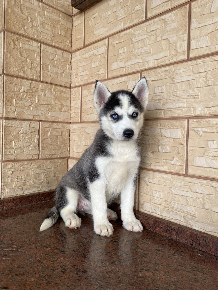 Husky Syberyjski