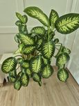 Rezerwacja: Kwiat doniczkowy duża difenbachia (Dieffenbachia]