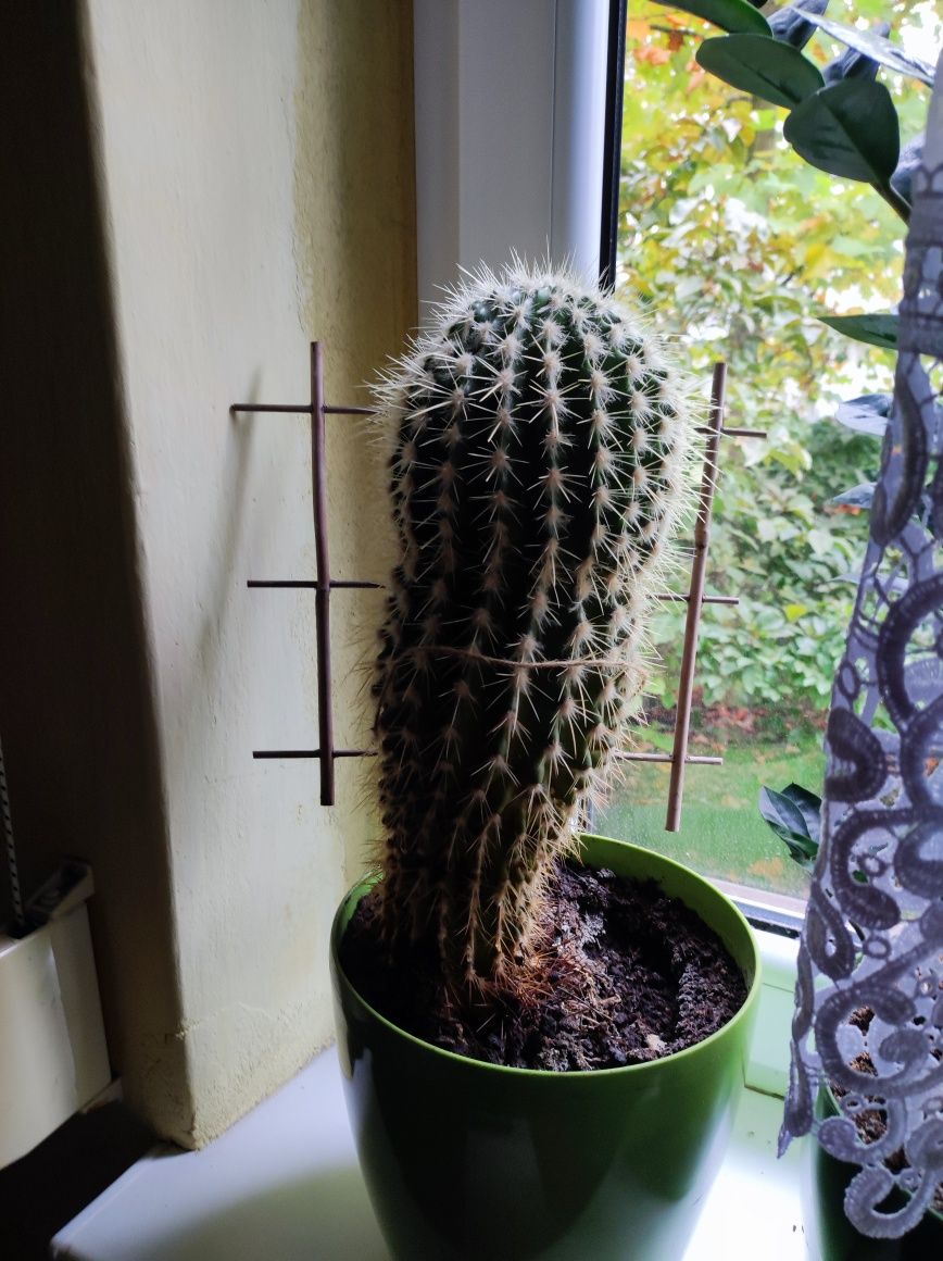 Dorodny  zdrowy  sześcioletni kaktus