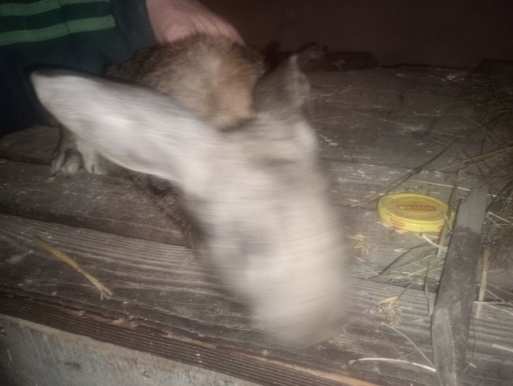 Sprzedam króliki 2 samce 4 samice wszystkie takie same