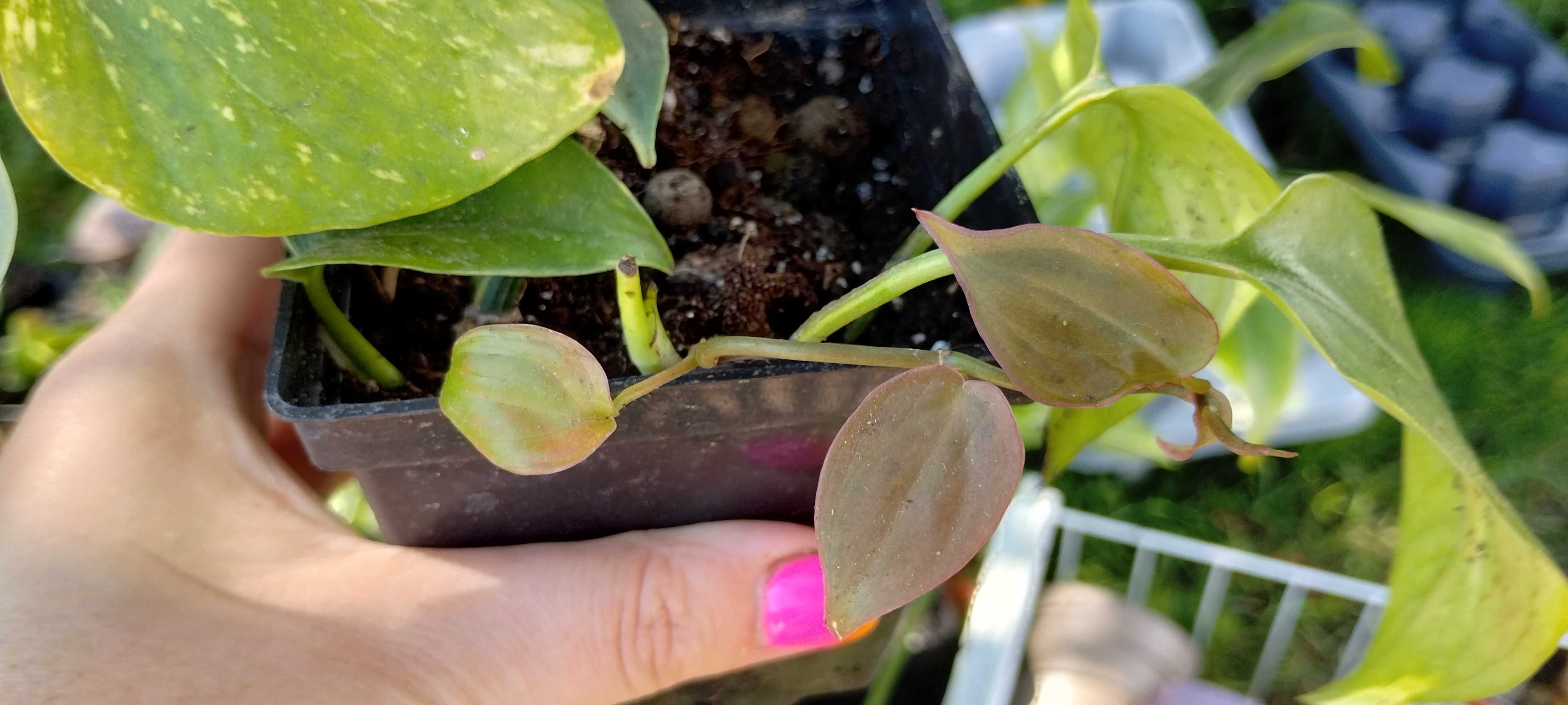 zestaw roślin nr2(5szt) epipremnum, philodendron, monstera