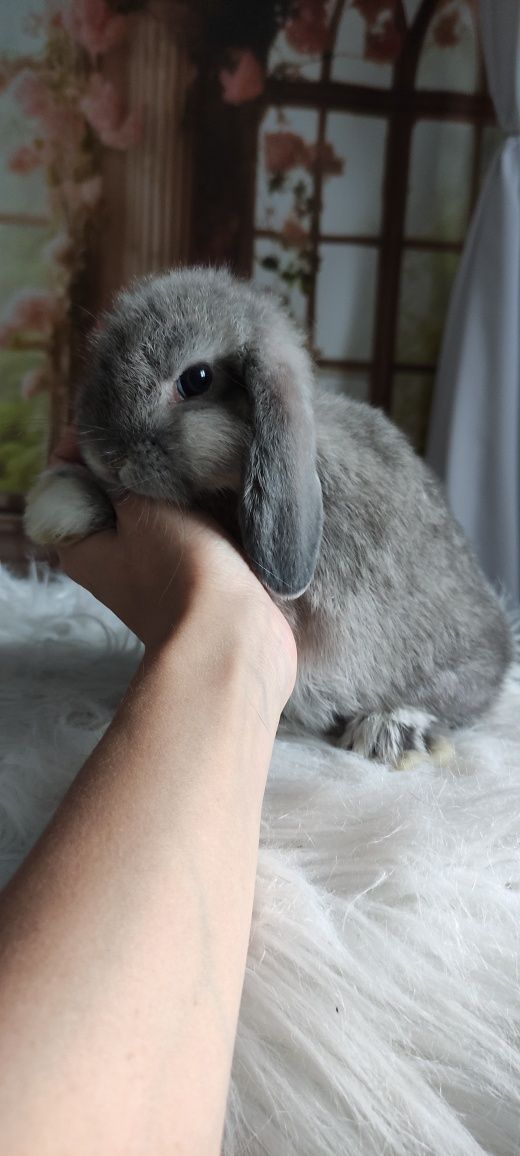 Królik Mini Lop gotowe do odbioru