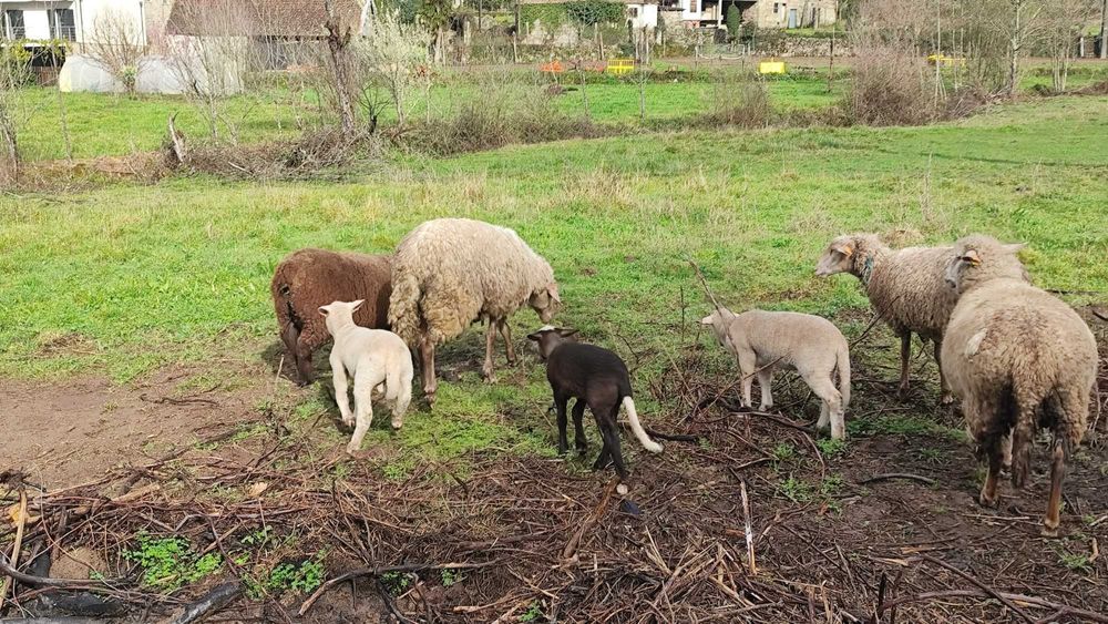 Borregas para criação