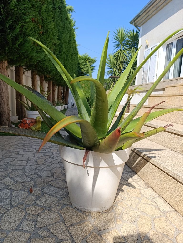 Vaso com planta Aloe Vera