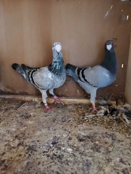 Niemieckie wystawowe