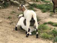 Cabrito anao com 3 meses