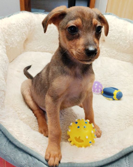 Szczeniak suczka szuka domu