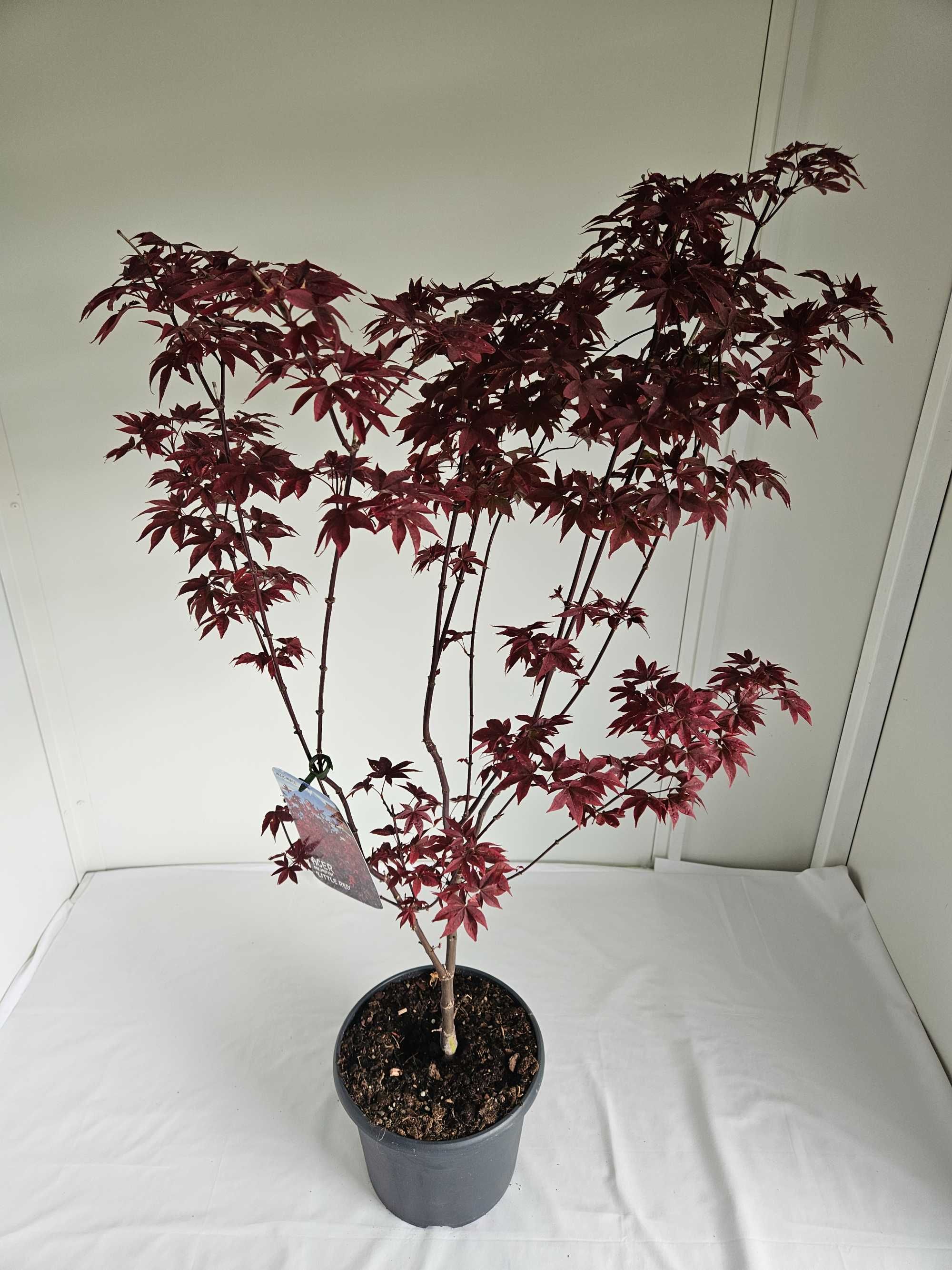 Bonsai – Klon japoński palmowy 'Little Red'