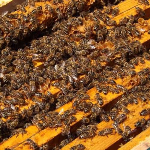 продам бджолосімї бджоли пчелосемьи пчелы НЕДОРОГО