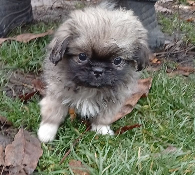 Пікінеси шукають родину