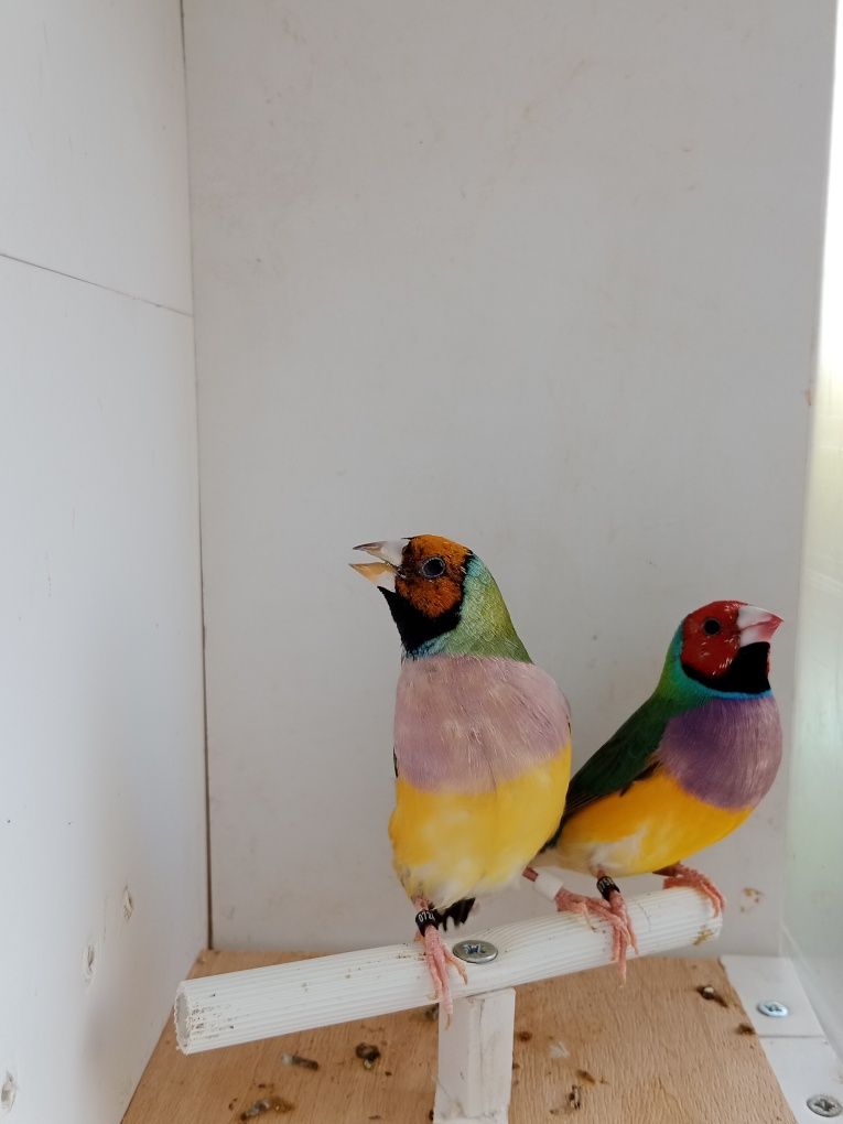 Casais de diamante de gould