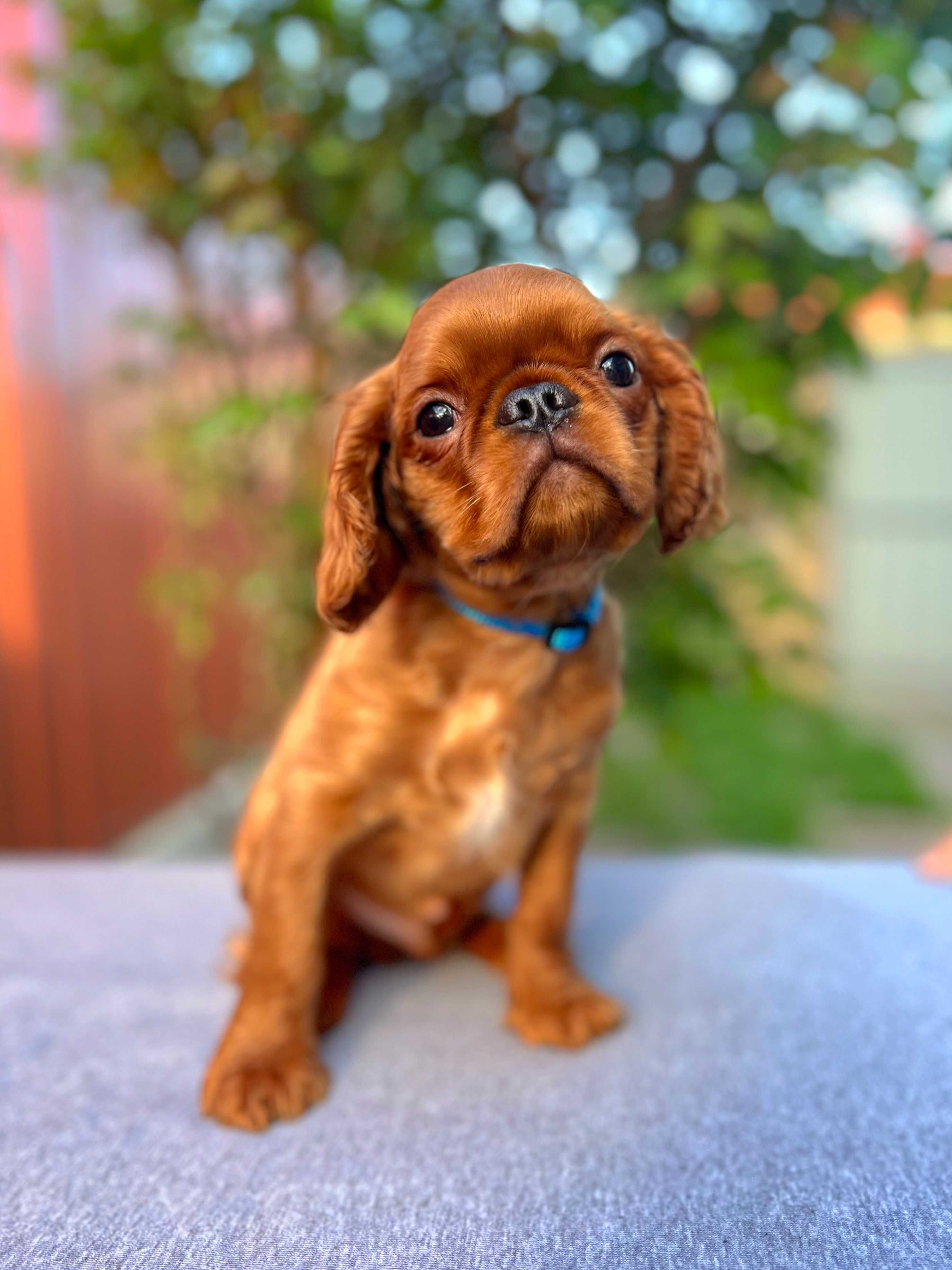King Charles Spaniel