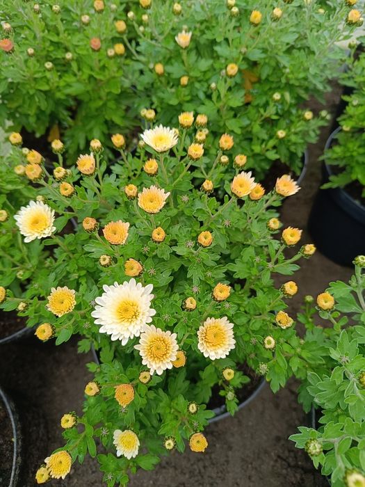 Chryzantema drobnokwiatowa