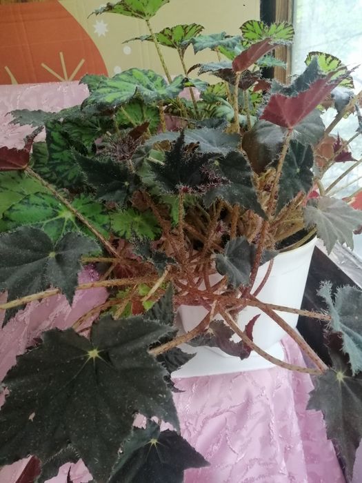 Бегонія Тигрова та Клеопатра в одному вазоні.