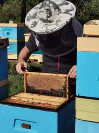 Ule + rodziny pszczele