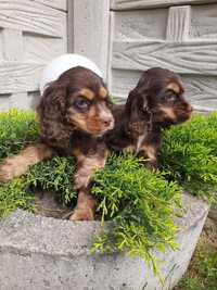 Cocker spaniel 9tyg