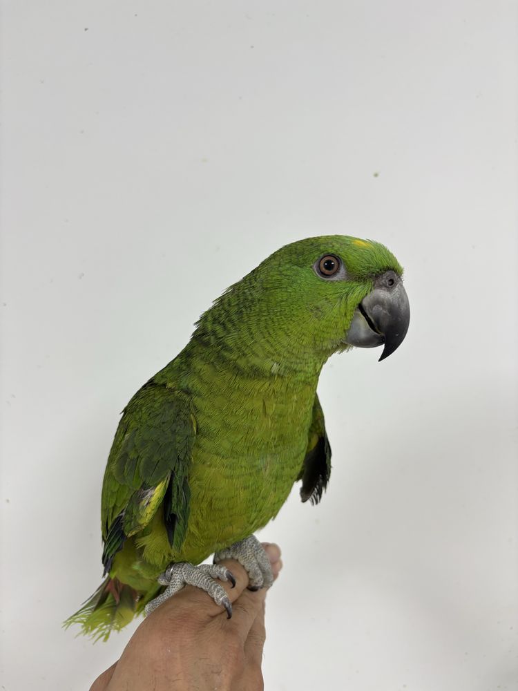 Papagaio auropalliata