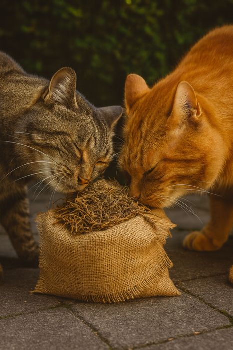 Waleriana dla kotów na uspokojenie suszona idealna do zabawek,drapaków