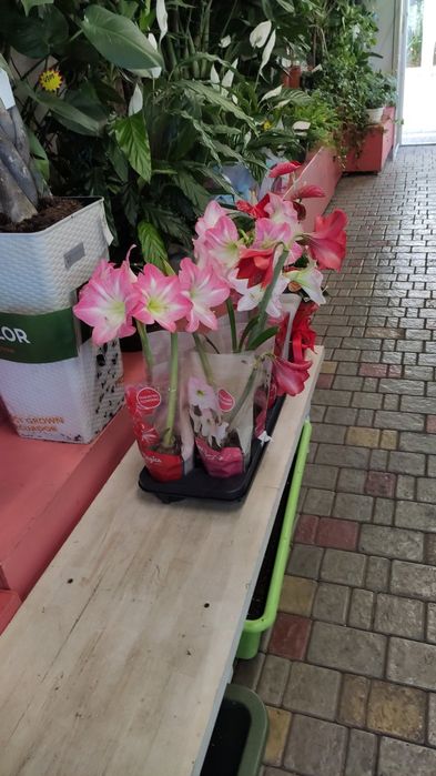 Амариллис  (гипеаструм) - цена любого 150грн