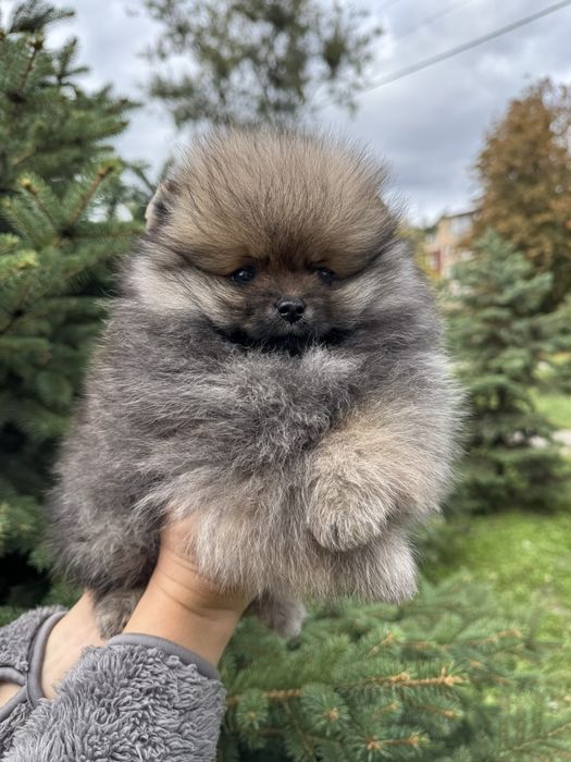 Продажа шикарных померанских шпицов