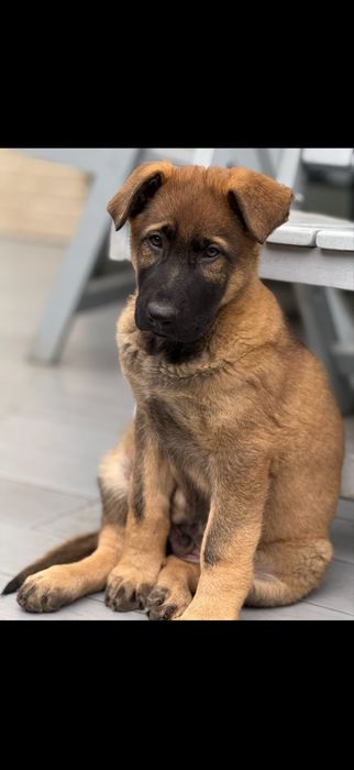 Щенки немецкой овчарки Харьков