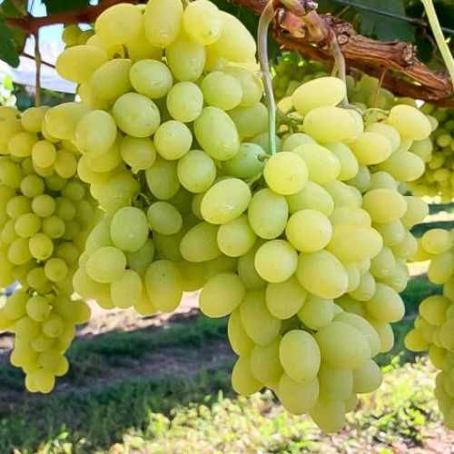 Саджанці винограду