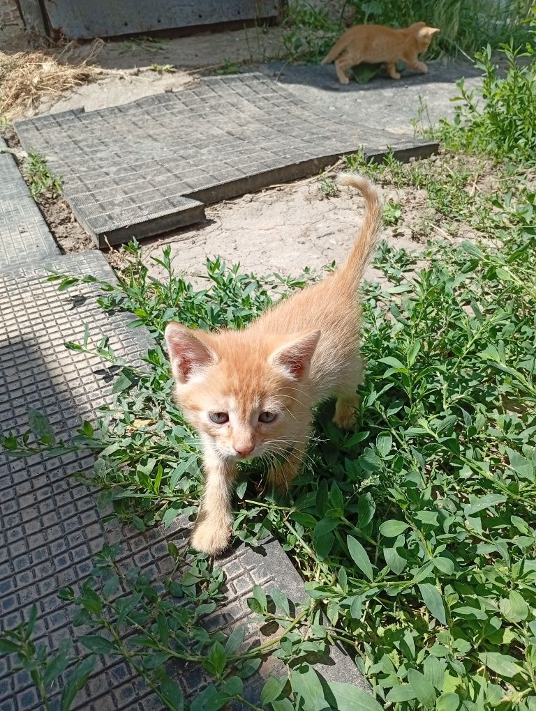 Віддам котят добрим людям.