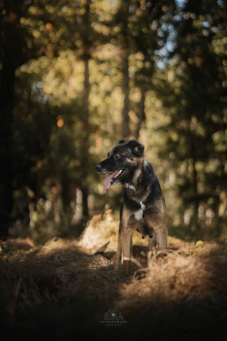 Zora w typie owczarek niemiecki Adoptuj słodziaka