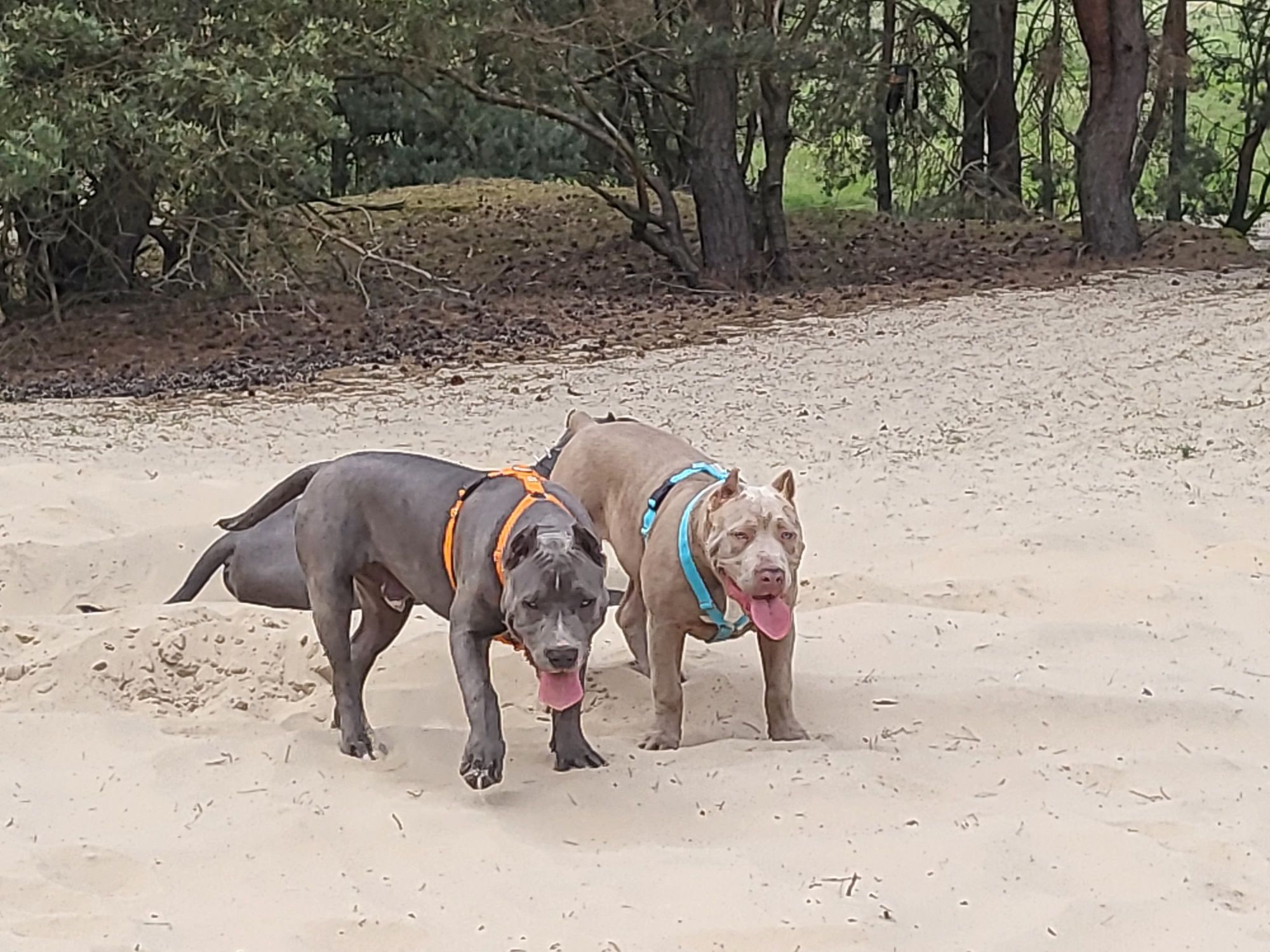 American Bully XXL Pit Bull