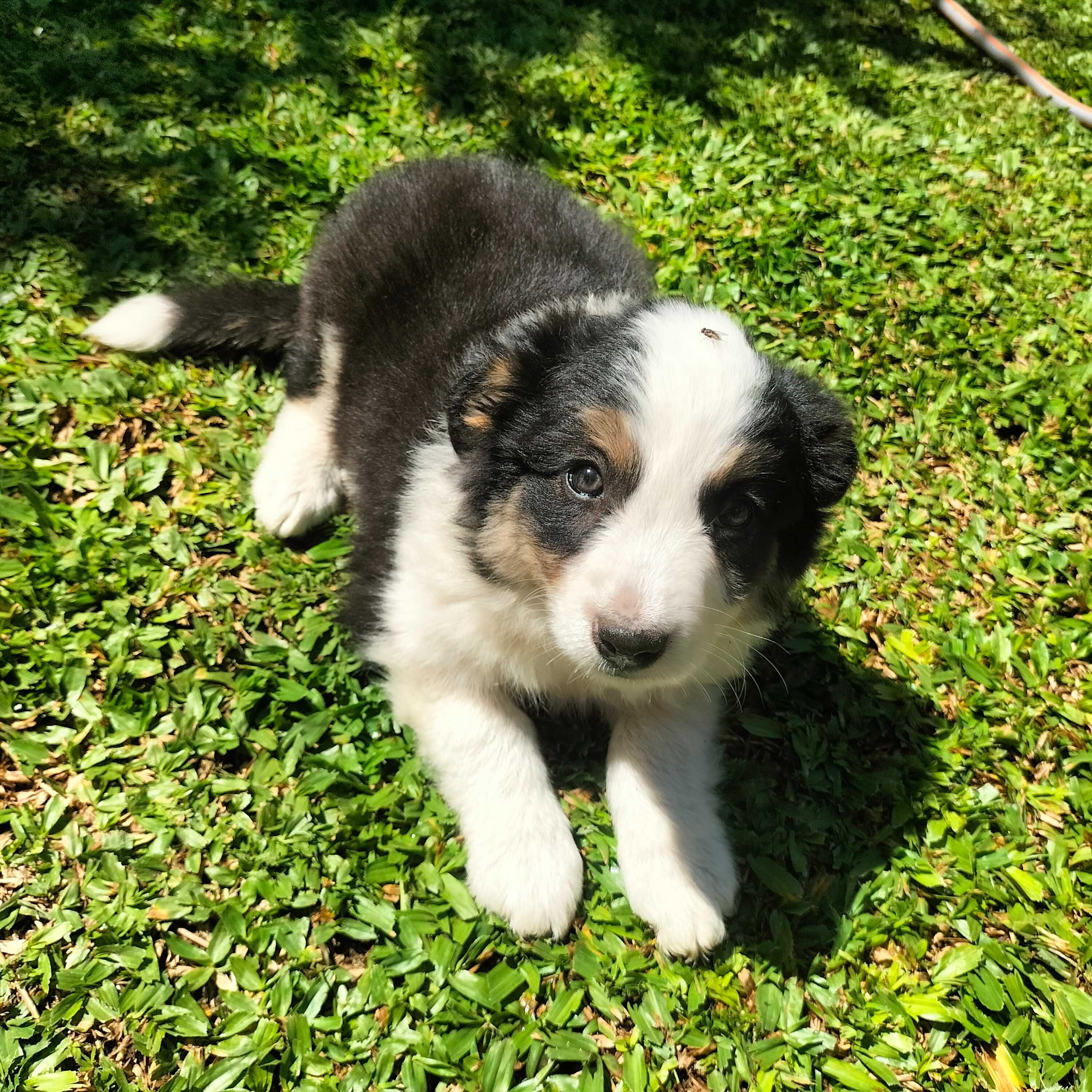 Border collie femea
