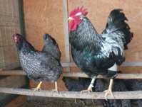 Jaja lęgowe Czubatki staropolskiej Barnavelder Australorp  Koguty