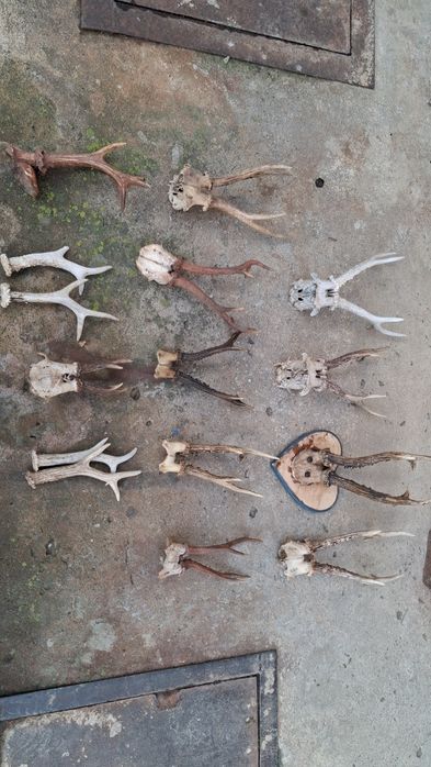 Рога косулі різні