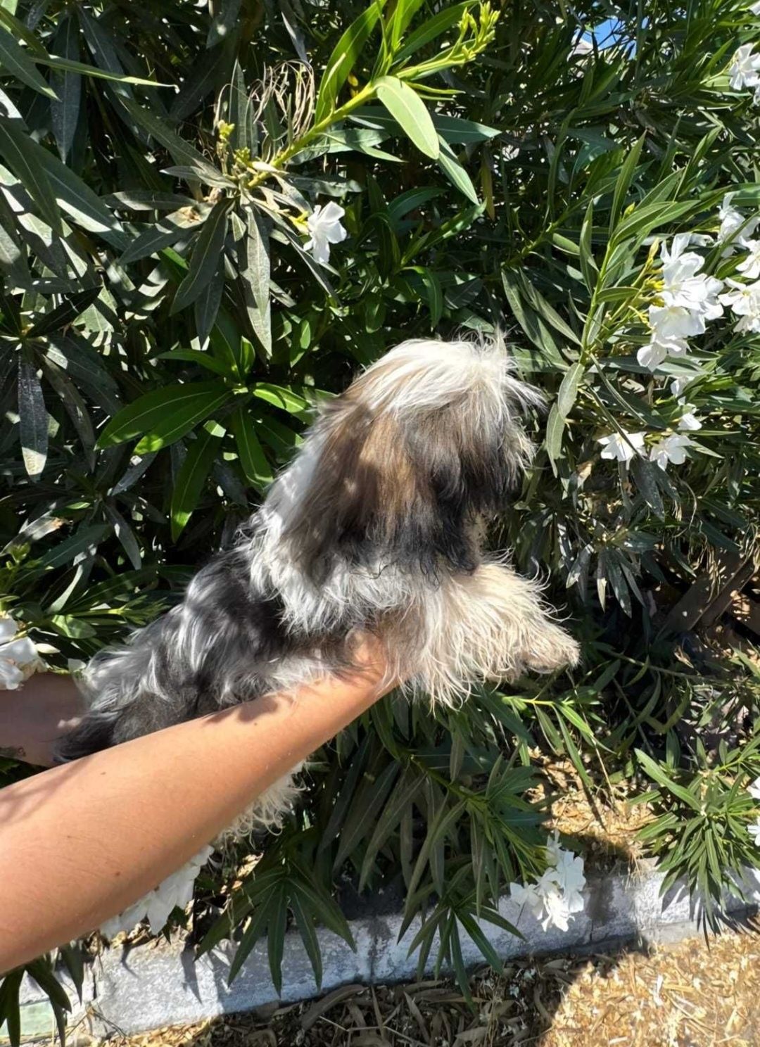Shih-tzu tricolor
