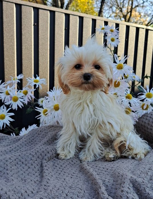 Мальтіпу дівчинка