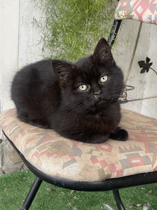 віддам котиків у добрі руки