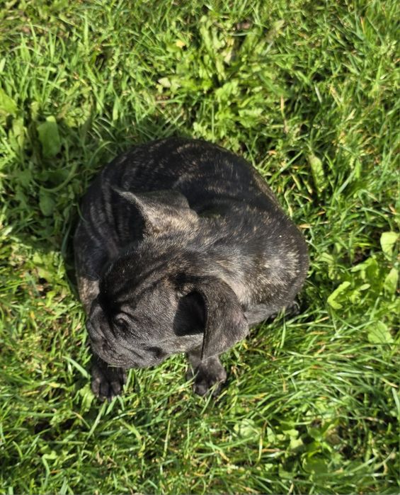 Buldog Francuski *Szczenięta