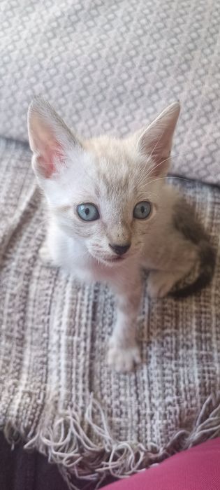 4 gatinhos, adoção Responsável