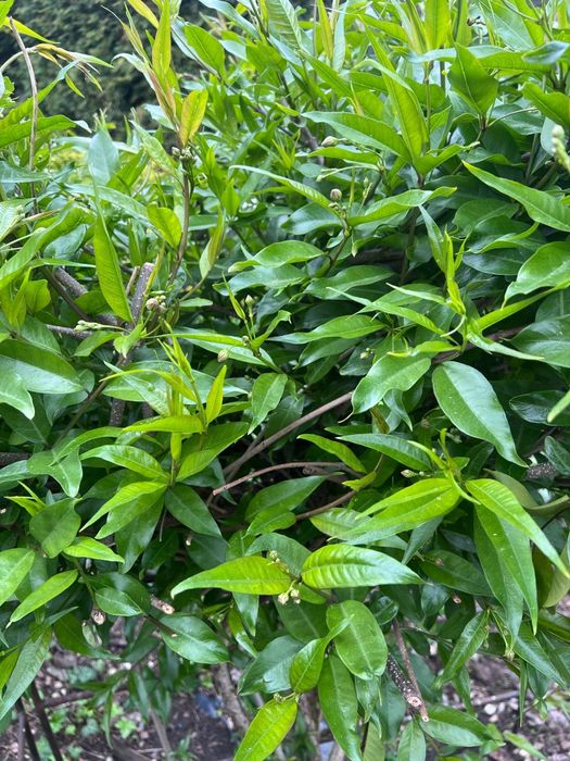 Obwojnik ciemny, pasiflora