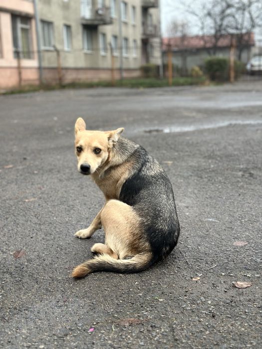 Лагідна собачка Жужа шукає дім! Стерилізація та вакцинація будуть.