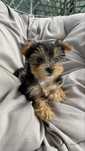Yorkshire terrier York dziewczynka NIEAKTUALNE